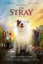 Watch The Stray Watch123movies
