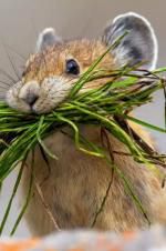 Watch Summer: Earth\'s Seasonal Secrets Watch123movies