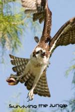 Watch National Geographic: Wild Surviving The Jungle Watch123movies