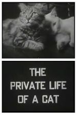 Watch The Private Life of a Cat (Short 1946) Watch123movies