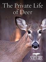 Watch The Private Life of Deer Watch123movies