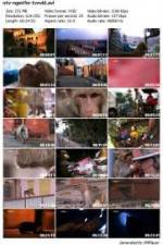 Watch National Geographic Monkey Thieves: Heroes - Villains Watch123movies