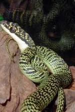 Watch National Geographic Snakes that Fly Watch123movies