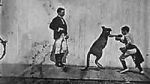 Watch The Boxing Kangaroo (Short 1896) Watch123movies