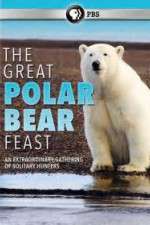 Watch The Great Polar Bear Feast Watch123movies