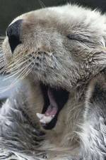 Watch Sea Otters - A Million Dollar Baby Watch123movies