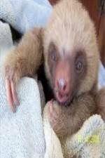 Watch Too Cute! Baby Sloths Watch123movies