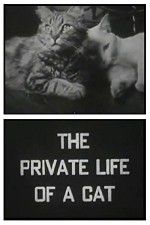 Watch The Private Life of a Cat Watch123movies