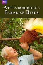 Watch Attenborough's Paradise Birds Watch123movies