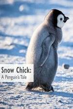 Watch Snow Chick: A Penguin's Tale Watch123movies