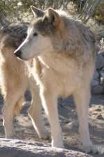 Watch National Geographic : Mystery of the Wolf Watch123movies