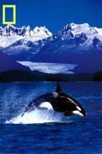 Watch National Geographic Killer Whales Of The Fjord Watch123movies