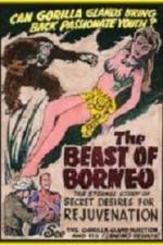 Watch The Beast of Borneo Watch123movies