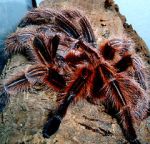 Watch Spidermania (TV Special 2002) Watch123movies