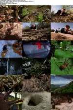 Watch National Geographic Wild - City Of Ants Watch123movies