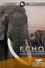 Watch Echo: An Elephant to Remember Watch123movies
