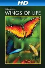 Watch Pollen Watch123movies