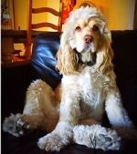 Watch War Dogs: America\'s Forgotten Heroes Watch123movies