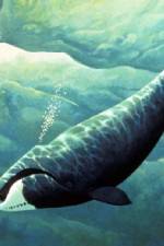 Watch Nature Fellowship of the Whales Watch123movies