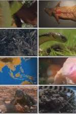 Watch National Geographic Wild : Deadliest Animals Asia Pacific Watch123movies