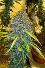 Watch Marijuana: It’s Time for a Conversation Watch123movies