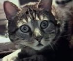 Watch Cat Listening to Music (Short 1988) Watch123movies