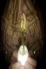 Watch A Zebra for Sally Watch123movies