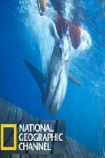 Watch National Geographic Shark Men Surfs Up Watch123movies