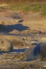 Watch Supergiant Animals Watch123movies