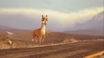 Watch Caminandes: Llama Drama (Short 2014) Watch123movies