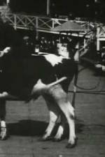 Watch Rube and Mandy at Coney Island Watch123movies