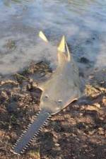 Watch National Geographic Hooked: Chainsaw Fish Watch123movies