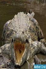 Watch National Geographic Mother Croc Watch123movies