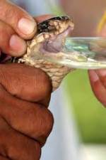 Watch History Channel Evolve: Venom Watch123movies