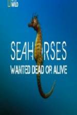 Watch National Geographic - Wild Seahorses Wanted Dead Or Alive Watch123movies