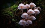 Watch Fungi: The Web of Life Watch123movies