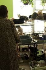 Watch Cat Ladies Watch123movies