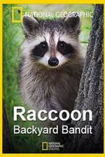 Watch Raccoon: Backyard Bandit Watch123movies