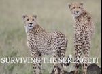 Watch Surviving the Serengeti Watch123movies