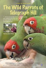 Watch The Wild Parrots of Telegraph Hill Watch123movies