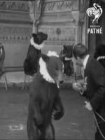 Watch Trained Bears Watch123movies