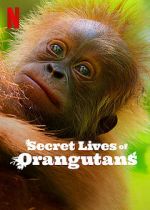 Watch Secret Lives of Orangutans Watch123movies