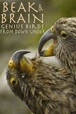 Watch Beak & Brain - Genius Birds from Down Under Watch123movies