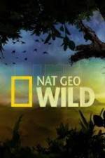 Watch Wild Tiger Queen Watch123movies