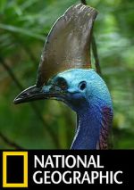 Watch Dino Bird Watch123movies