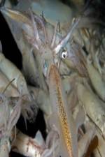 Watch Squids: Love And Death In One Night Watch123movies