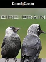 Watch Bird Brain Watch123movies