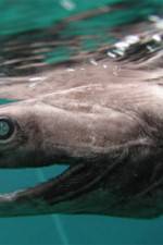 Watch Dinoshark Watch123movies