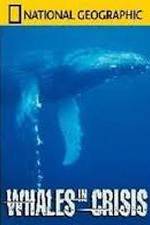 Watch National Geographic: Whales in Crisis Watch123movies