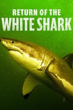 Watch Return of the White Shark Watch123movies
